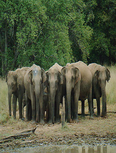 Yala National Park-Yala National Park